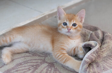 A orange kitten, Ginger kitten play with the towel on the floor