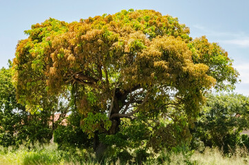 Closeup Of Mango Tree Growing At Roadside