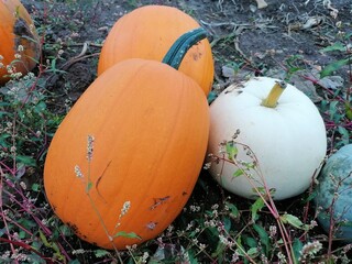 orange and white pumpkins growing in a field for halloween and pie