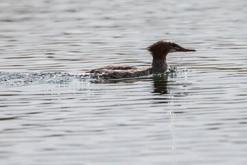 A wild common merganser swimming down the river in Grand Teton National Park (Wyoming).