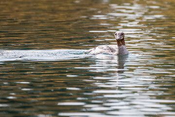A wild common merganser swimming down the river in Grand Teton National Park (Wyoming).