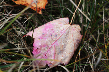 fall leaf that fell produces condensation on it from dew in the grass