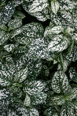 Pattern of green and white leaves of a potted plant Hypoestes phyllostachya in a greenhouse