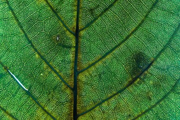 Naklejka na ściany i meble Texture of a tree leaf macro photo