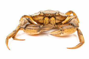 Sea ​​herbal arthropod crab on a white background