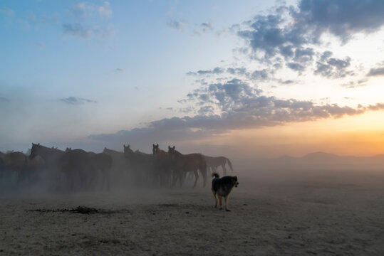 Wild horses run in foggy at sunset. Between Cappadocia and Kayseri, Turkey