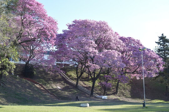 Lapachos