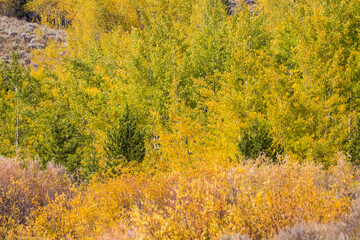 Fototapeta premium Landscape view of the fall colors in Grand Teton National Park (Wyoming).