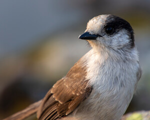 Gray Jay sitting on a rock up in the mountains.