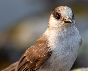 Gray Jay sitting on a rock up in the mountains.