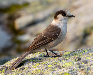 Gray Jay sitting on a rock up in the mountains.