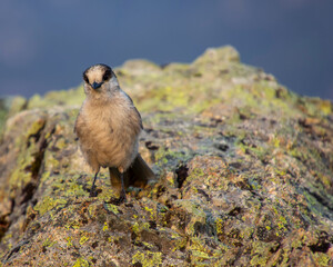 Gray Jay sitting on a rock