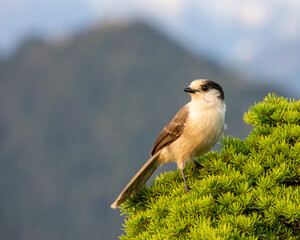 Gray Jay perched on a pine tree.