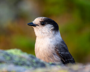 Gray Jay sitting on a rock up in the mountains