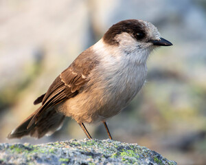 Gray Jay sitting on a rock up in the mountains.