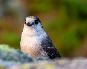 Gray Jay sitting on a rock up in the mountains