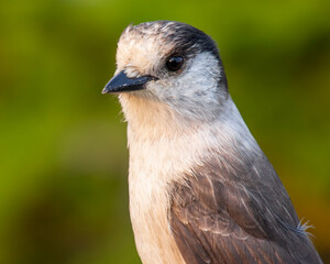 Gray Jay sitting on a rock up in the mountains