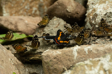 Mariposas Parche