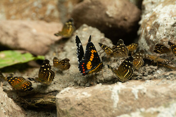 Mariposas Parche