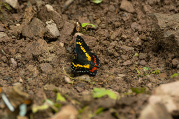 Mariposas Parche