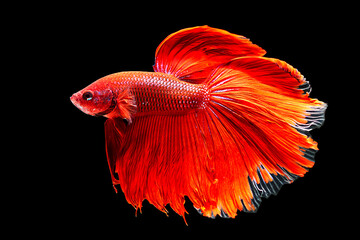 fish, black, red, betta, background, animal, aggressive, fighting, elegant, flame, color, colorful, exotic, isolated, aquatic, tropical, white, luxury, aquarium, 
siamese, beauty, beautiful, domestic,