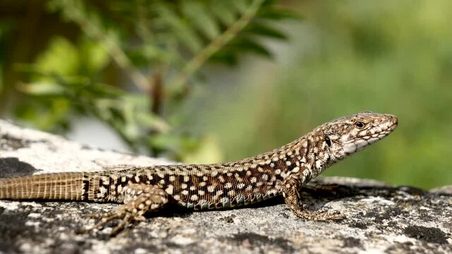 L&eacute;zard des murailles.