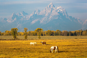 Horses grazing in a field in Elk Ranch just outside Grand Teton National Park (Wyoming).