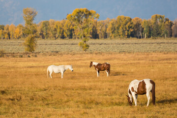 Horses grazing in a field in Elk Ranch just outside Grand Teton National Park (Wyoming).