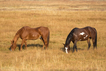Horses grazing in a field in Elk Ranch just outside Grand Teton National Park (Wyoming).
