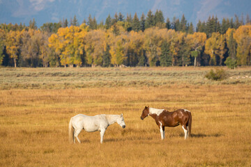 Horses grazing in a field in Elk Ranch just outside Grand Teton National Park (Wyoming).