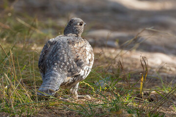 A wild grouse foraging for food along the side of the road in Grand Teton National Park (Wyoming).