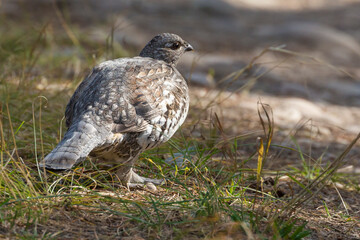 A wild grouse foraging for food along the side of the road in Grand Teton National Park (Wyoming).