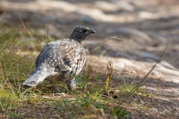 A wild grouse foraging for food along the side of the road in Grand Teton National Park (Wyoming).