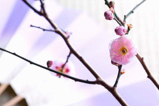 鉄線花 の画像 11 575 件の Stock 写真 ベクターおよびビデオ Adobe Stock