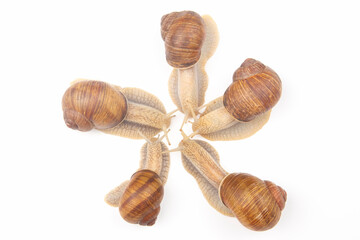 Helix pomatia. grape snail on a white background. mollusc and invertebrate. gourmet protein meat food
