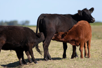 angus en el campo