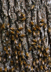 honey bees on tree