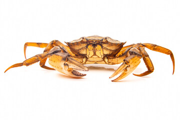 sea ​​crab on a white background