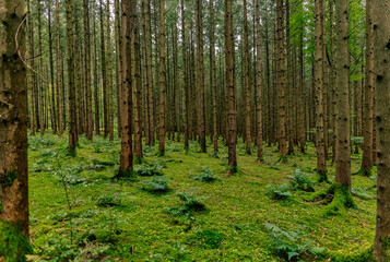 View through a green, wet forest full of trees at a beautiful day at autumn.