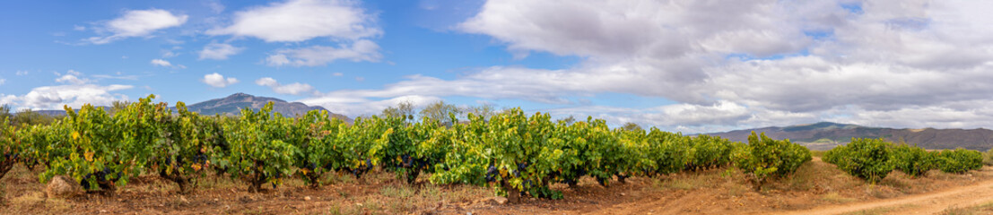Fototapeta na wymiar panoramic vineyards with vines and grapes ready for harvest