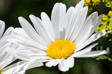 Fototapeta premium Primer plano de la flor de la planta de margarita