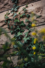 Seasonal changes in the park 