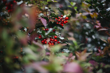 Seasonal changes in the park 