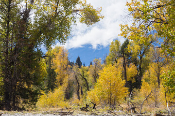 Obraz premium Landscape view of the fall colors in Grand Teton National Park (Wyoming).