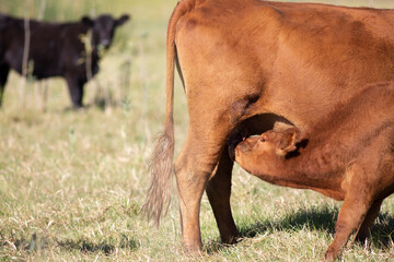 angus en el campo
