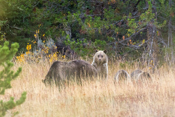 The famous Grizzly Bear 399 and her cubs grazing in a field amidst the fall colors in Grand Teton National Park (Wyoming).