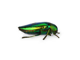 Jewel beetle (Buprestidae) on white background .