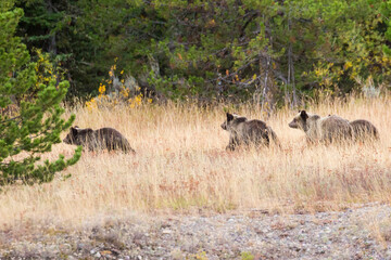 The famous Grizzly Bear 399 and her cubs grazing in a field amidst the fall colors in Grand Teton National Park (Wyoming).