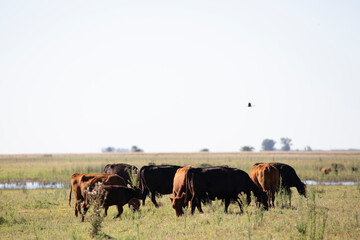 angus en el campo