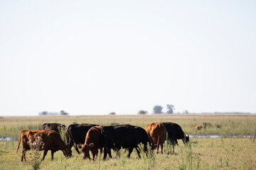 Obraz premium angus en el campo